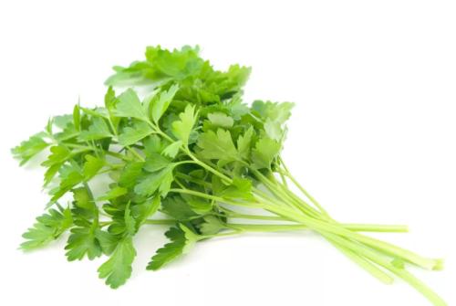 香菜气调保鲜冷库储存特点?(图1) 香菜气调保鲜冷库储存特点?(图1)