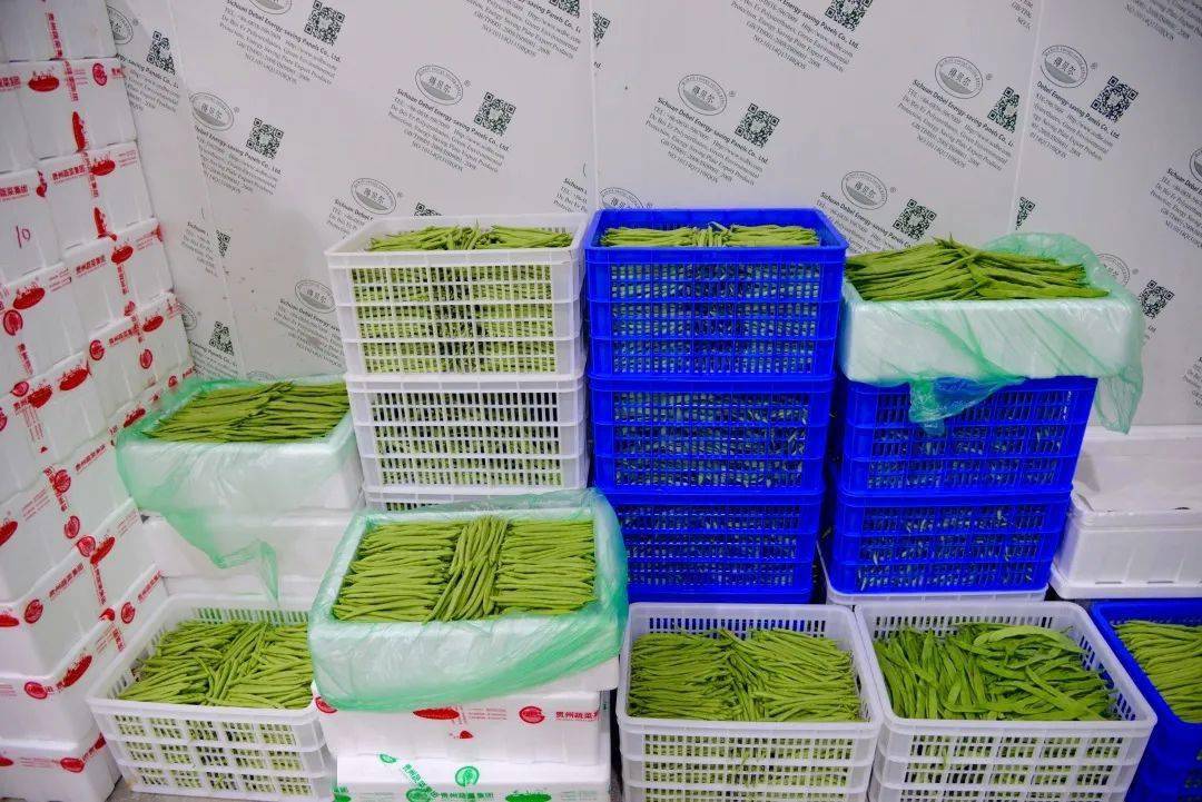 豆角冷库