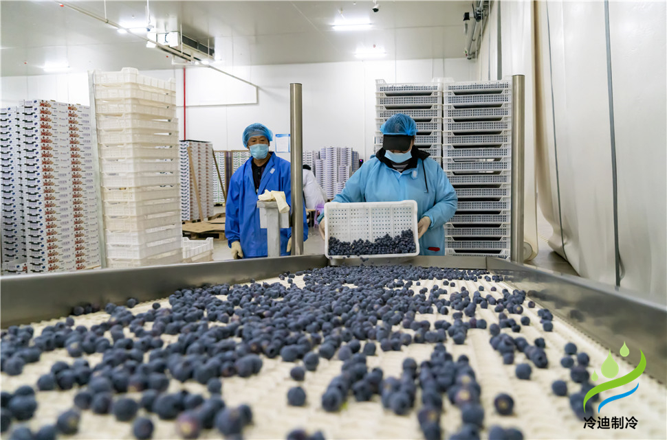 安装一个100平米蓝莓速冻冷库造价多少钱？